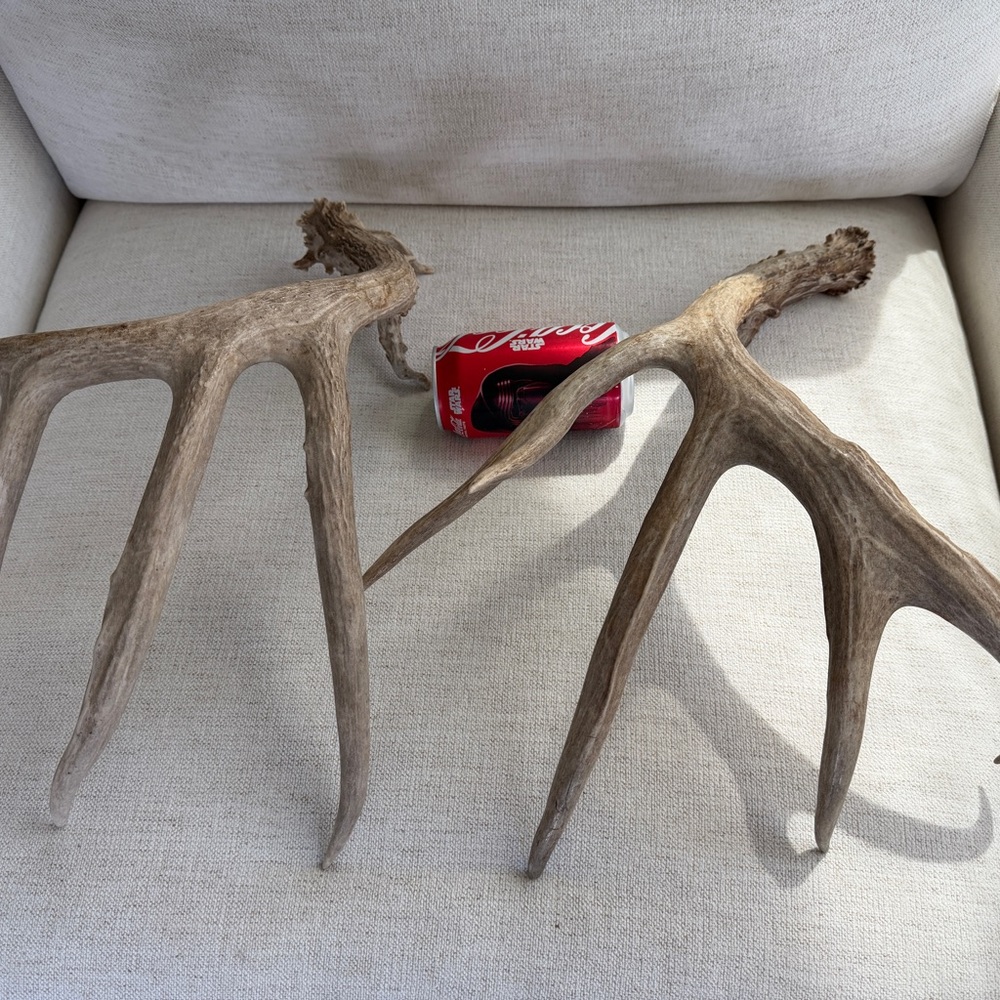 Whitetail Deer Antler Sheds 150”-160”